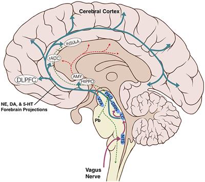 A structural connectivity atlas of limbic brainstem nuclei